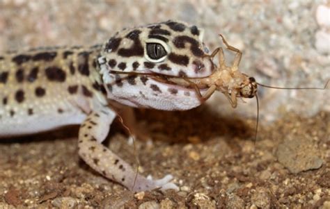 Leopard Gecko Food and Diet - Leopard Gecko Care