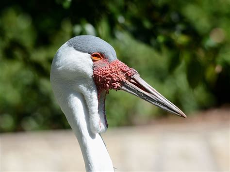 The Online Zoo - Wattled Crane