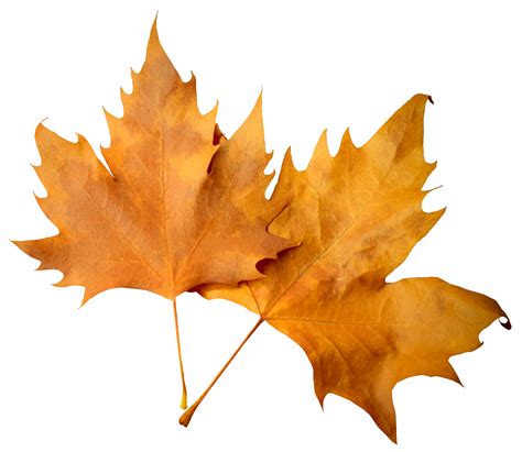 Autumn Leaf PNG Image - PurePNG | Free transparent CC0 PNG Image Library