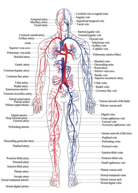 Diagram Of Venous System Of Human Body Nroer – File, Image – Arterial ...