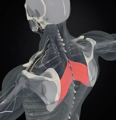 Rhomboid Strain: Common Causes, Symptoms and Diagnosis