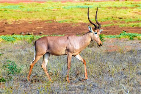 World Hirola Day: Celebrating a rare and endangered antelope species ...