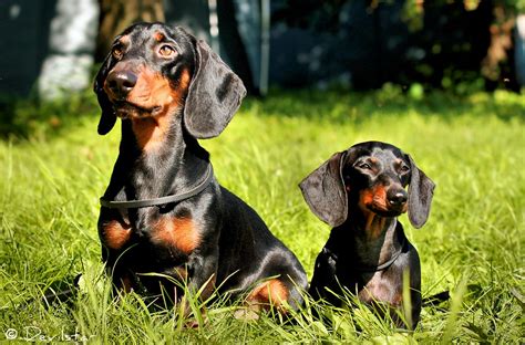 Standard & Miniature Dachshund | Miku & Carol | Hanna-Maria | Flickr