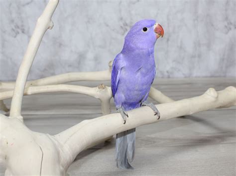 Violet Indian Ringneck-BIRD---3641105-Petland Lewis Center