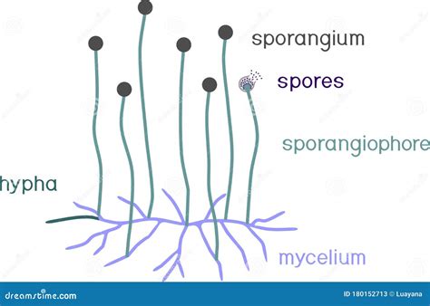 Structure of Mucor. Mycelium with Sporangium Stock Vector ...