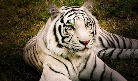 White Bengal Tigers - Key Facts, Information & Pictures