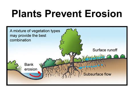 How To Control Soil Erosion | Tennessee Wholesale Nursery