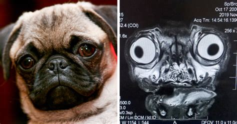 Someone Shows What A Pug’s MRI Scan Looks Like And It’s Pretty ...