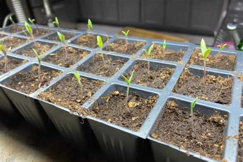 Tomato Seedlings: Do They Need Heat After Germination? – Backyard ...