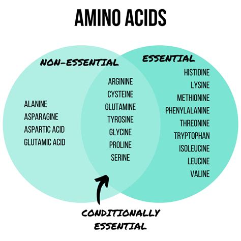 Essential and Non Essential Amino Acids - LaineymcyGates