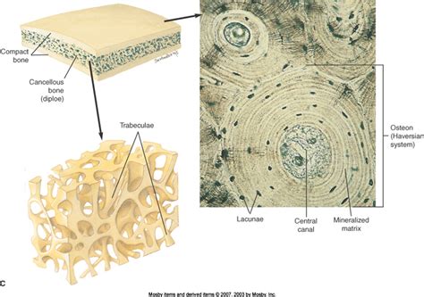 What are some examples of cancellous bone? + Example