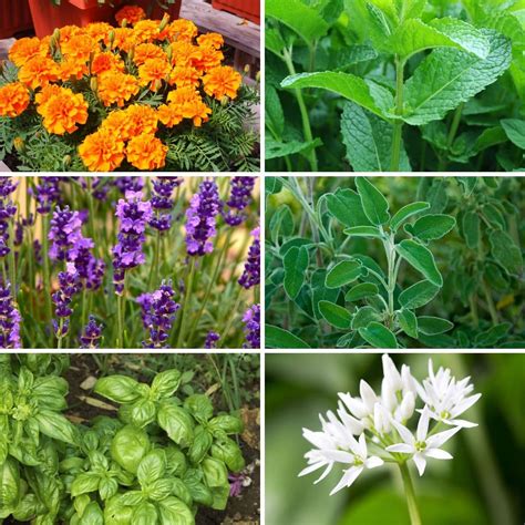 10 Plants Mosquitoes Hate and Repel Them Naturally - DIY & Crafts