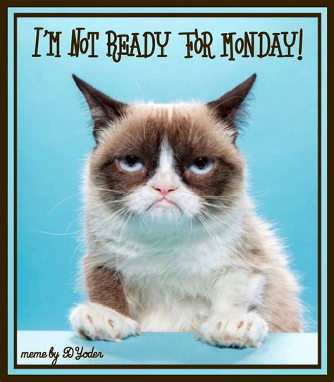 I’m Not Ready for Monday! Grumpy Cat | Grumpy cat, Cats, Animals