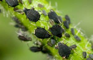 Aphids in Homes and Gardens