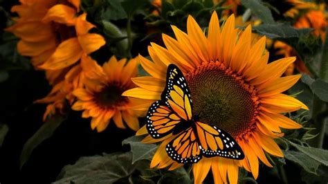 Monarch butterfly | Sunflower pictures, Love rose flower, Sunflower ...