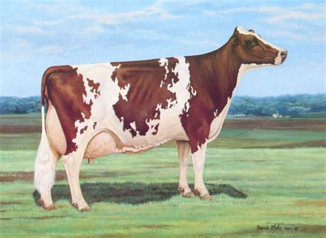 Ayrshire cattle - Alchetron, The Free Social Encyclopedia