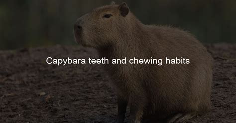 Capybara teeth and chewing habits - Capybara Lovers