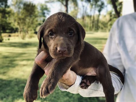 Silver Lab Retriever Puppies for Sale | Silver and Charcoal Kennels