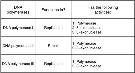 Dna Polymerase 3 Function In Dna Replication - cloudshareinfo