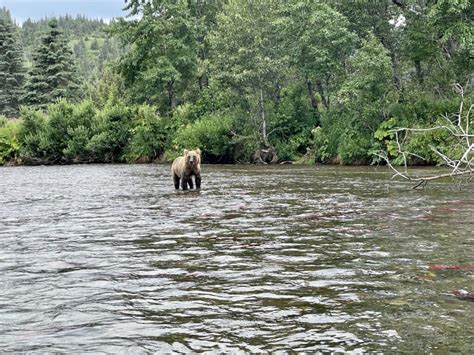 Alaska Fishing - Fishing Trips - High Adventure