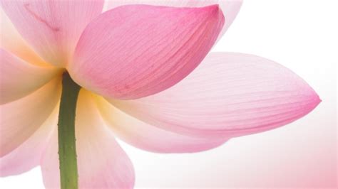 Pink Lotus Flower HD Wallpaper - WallpaperFX