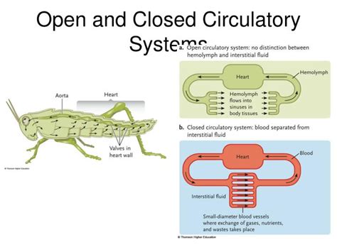 PPT - Chapter 42 PowerPoint Presentation - ID:1799977