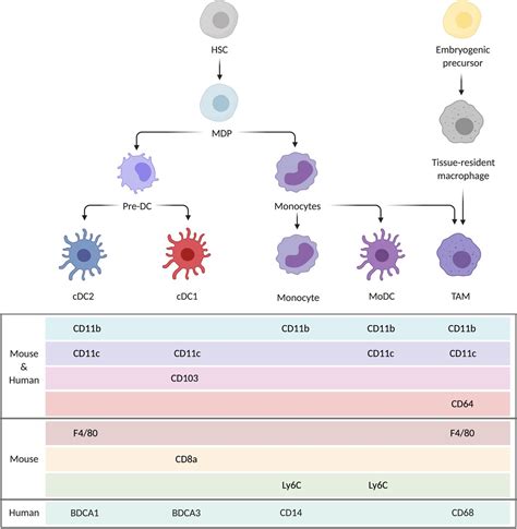 Phagocytosis Macrophage