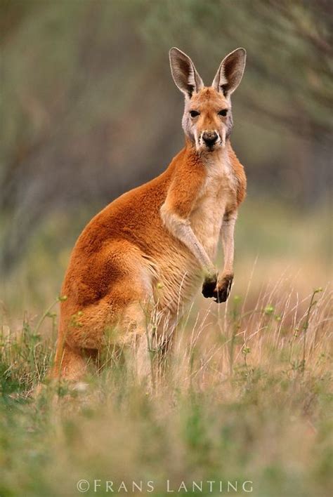 Red kangaroo, Australia. #animals #kangaroo | Australian native animals ...