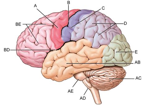 Label the Brain