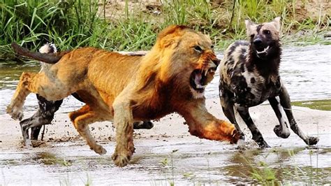 lion vs hyena ,2 Big Lions Attack and kill hyena,video attack - YouTube