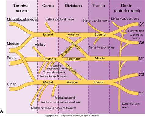 Plexus products, Brachial, Medical anatomy