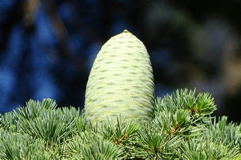 The cedar of Lebanon - a drought-tolerant tree species for dry sites