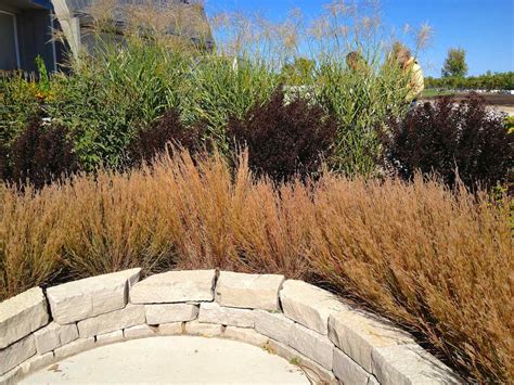 4 quick tips for a prairie-inspired landscape (and why you need it ...