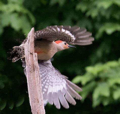 Red Belly Woodpecker Photograph by Michael Hall - Fine Art America