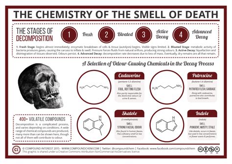 The Chemistry of the Odour of Decomposition | Compound Interest