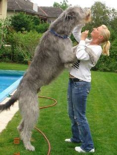 19 Irish wolfhounds ideas | irish wolfhound, wolfhound, dogs