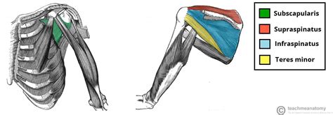 The Shoulder Joint - Structure - Movement - TeachMeAnatomy