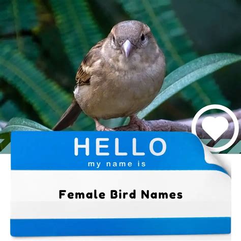 Female Bird Names (2024) - I Love IT