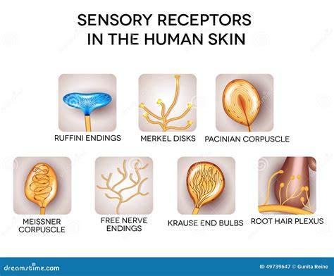 Sensory Receptors In The Skin Vector Illustration | CartoonDealer.com ...