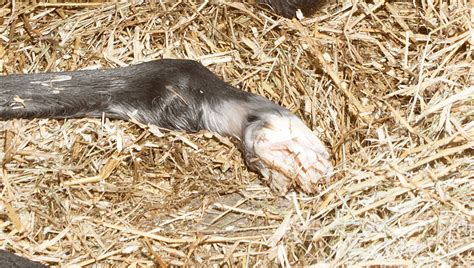 Horses Are Born With Creepy Feathery "Fairy Fingers" On Their Hooves ...