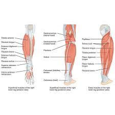Anatomi Otot Kaki Manusia