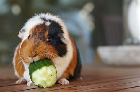 How to Treat the 5 Most Common Guinea Pig Diseases