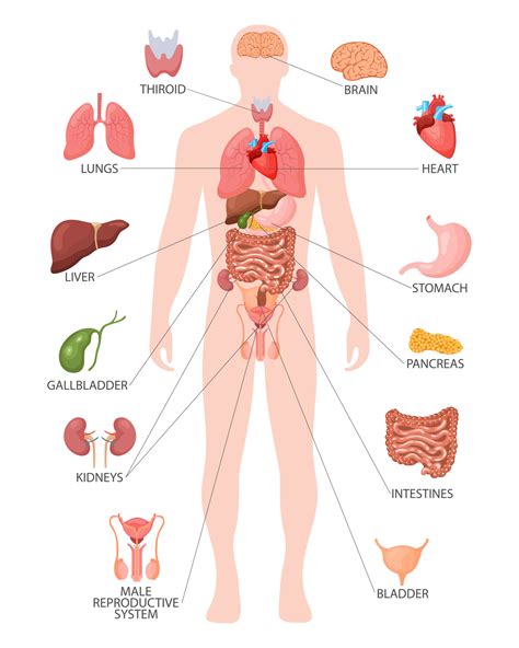 Human Organs Diagram