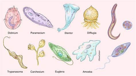 Diseases Caused by Protozoa - Symptoms, Types & Treatment