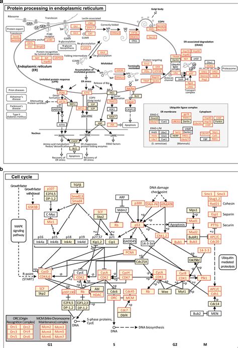 KEGG pathway mapping of CHO global spectral library. KEGG pathway ...