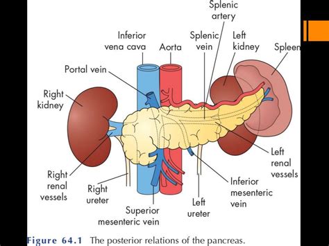 Pancreas Gland Diagram