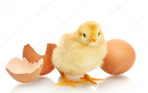 Beautiful little chicken, egg and eggshell isolated on the white ...