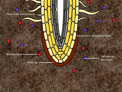 Boost Your Plant's Growth with Rhizosphere Bacteria