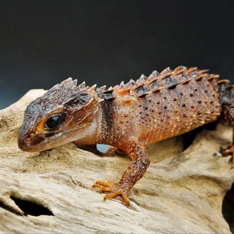 White-Eyed Crocodile Skinks for Sale | ReptileOrders | Ontario, Canada