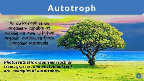 Autotroph - Definition and Examples - Biology Online Dictionary